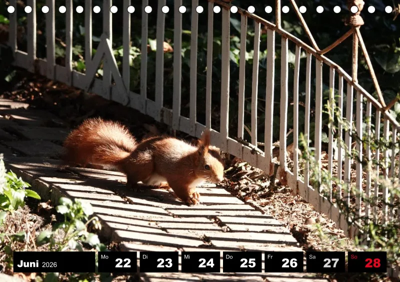 HH 2026 Tisch-Wochenkalender A5