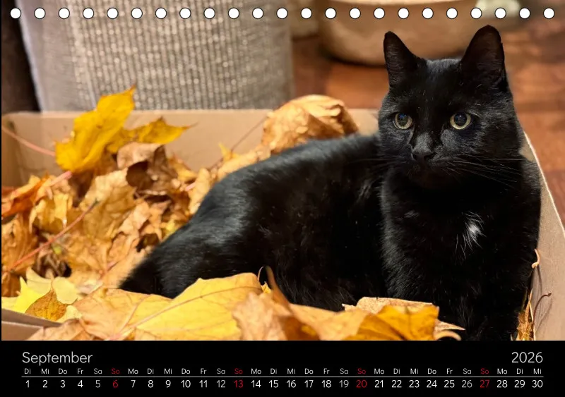 Gartenkatze Petersilie 2026