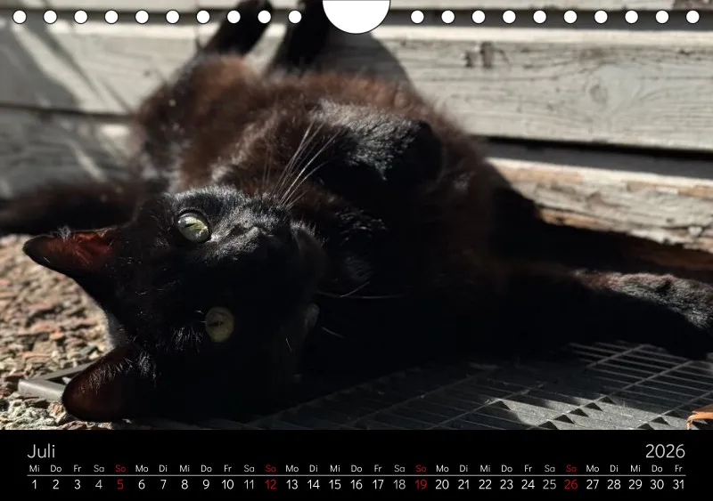 Gartenkatze Petersilie 2026 A5 Kalender
