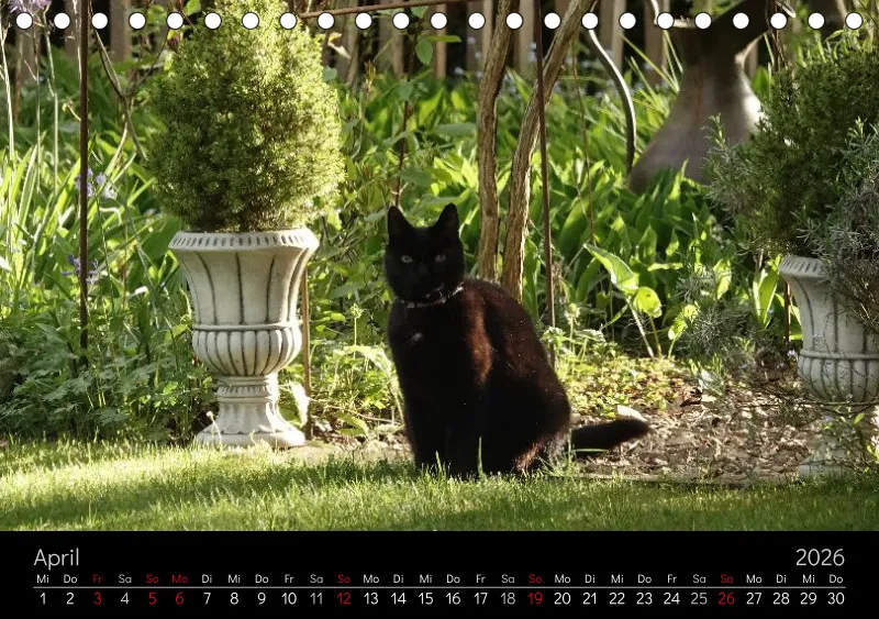 Gartenkatze Petersilie 2026