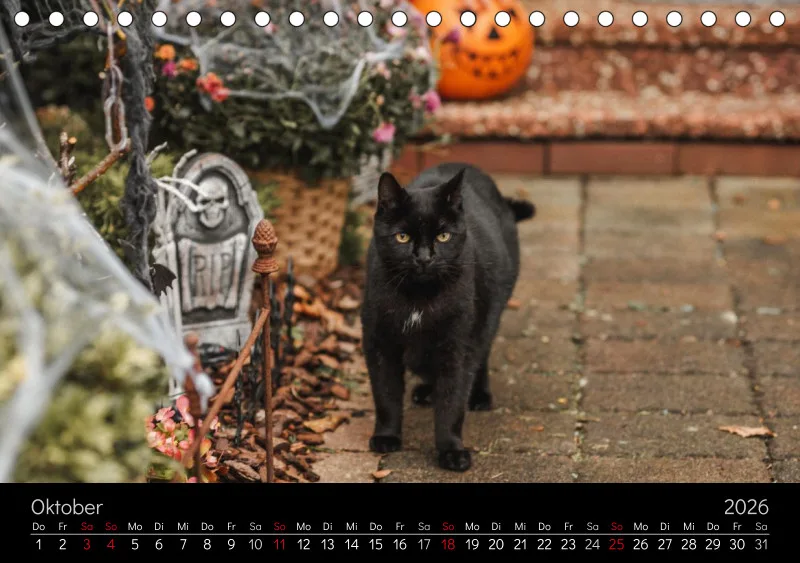 Gartenkatze Petersilie 2026