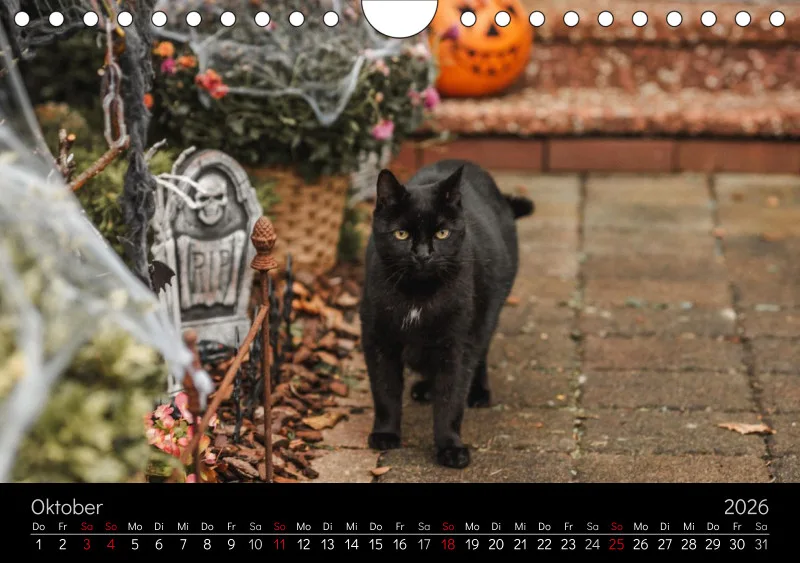 Gartenkatze Petersilie 2026 A5 Kalender