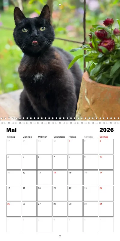 Gartenkatze Petersilie 2026