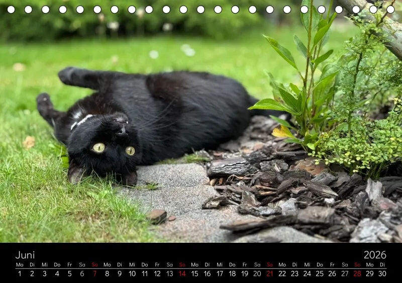 Gartenkatze Petersilie 2026