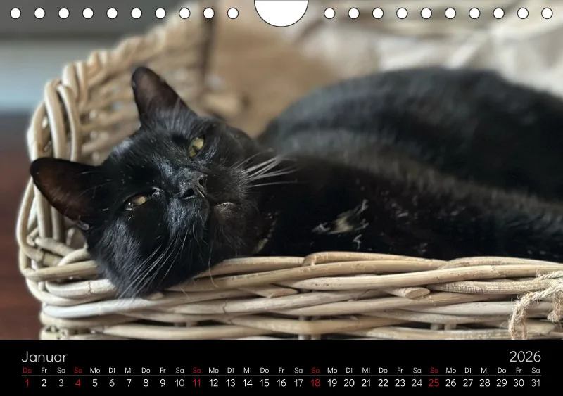 Gartenkatze Petersilie 2026 A5 Kalender