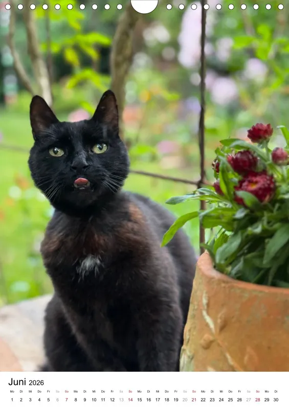 Gartenkatze Petersilie 2026 A4 Kalender Hochformat