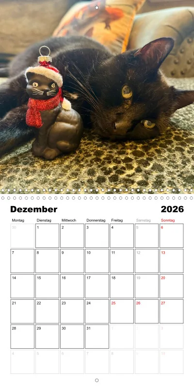 Gartenkatze Petersilie 2026
