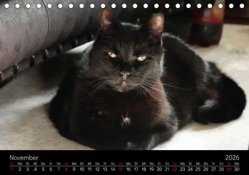 Gartenkatze Petersilie 2026