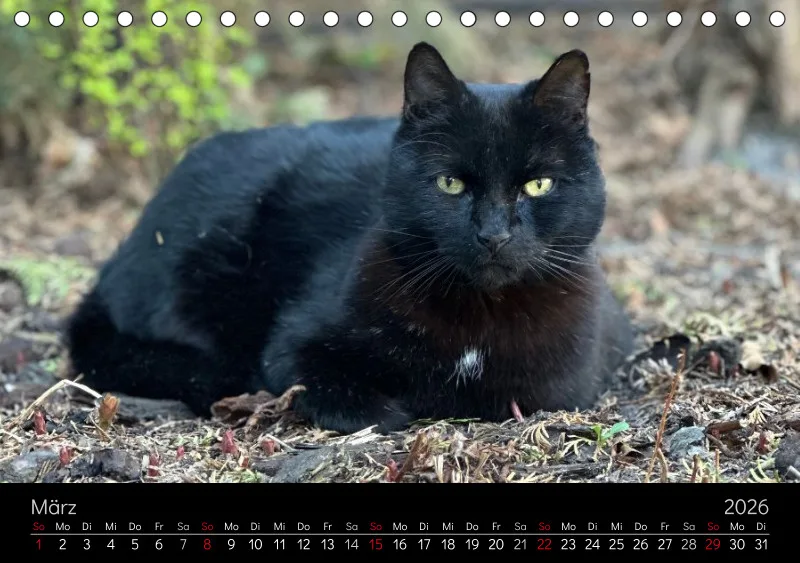 Gartenkatze Petersilie 2026