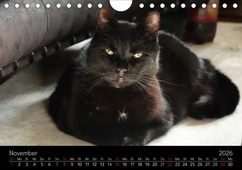 Gartenkatze Petersilie 2026 A5 Kalender