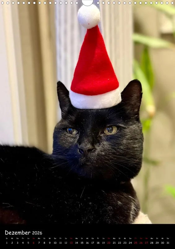 Gartenkatze Petersilie 2026