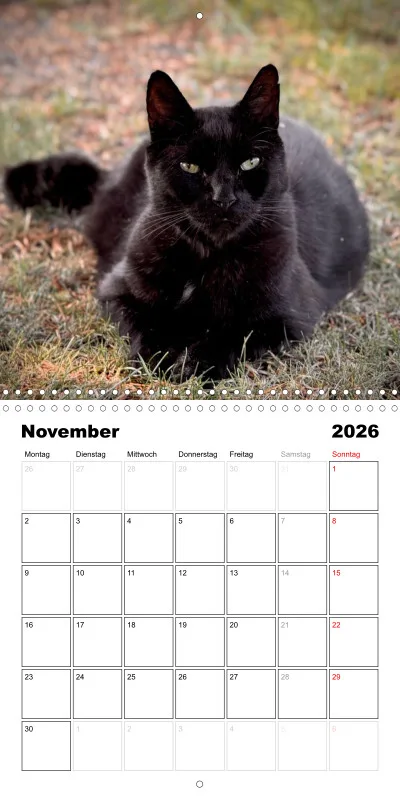 Gartenkatze Petersilie 2026