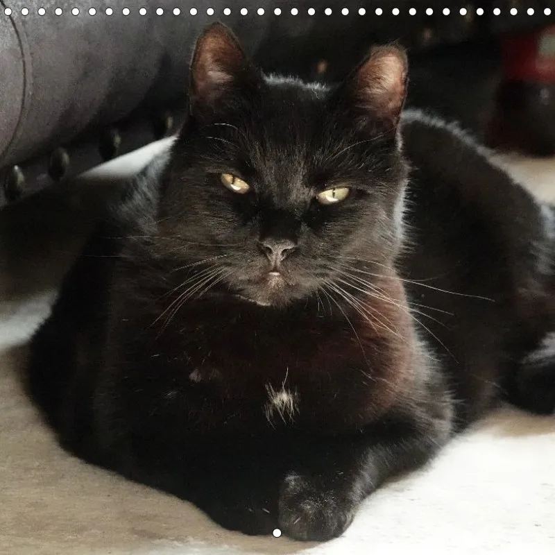 Gartenkatze Petersilie 2026