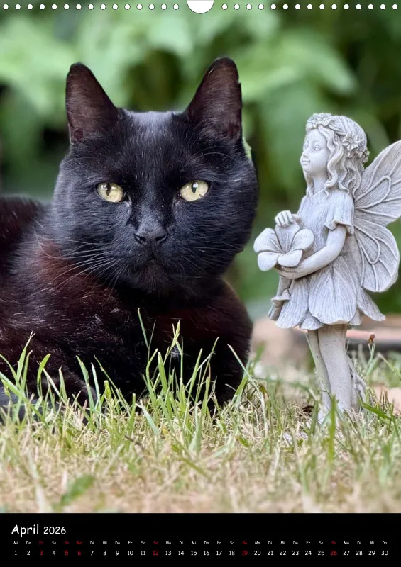 Gartenkatze Petersilie 2026