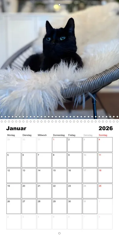 Gartenkatze Petersilie 2026