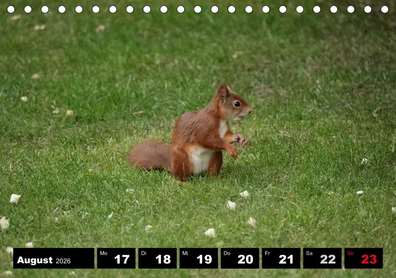HH 2026 Tisch-Wochenkalender A5