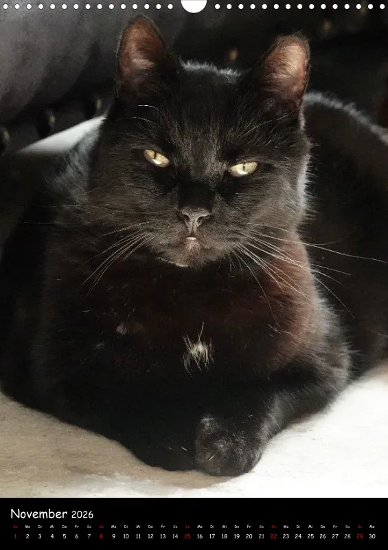 Gartenkatze Petersilie 2026