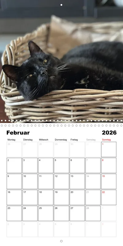Gartenkatze Petersilie 2026
