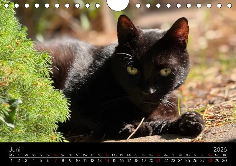 Gartenkatze Petersilie 2026 A5 Kalender