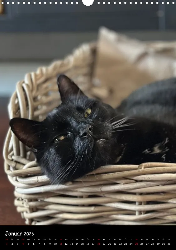 Gartenkatze Petersilie 2026