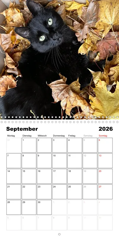 Gartenkatze Petersilie 2026