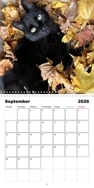 Gartenkatze Petersilie 2026