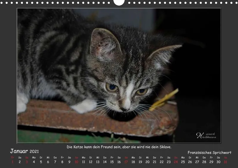 Holistic Arts Katzen-Kalender 2021 - Aristocats A3