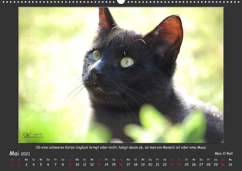 Holistic Arts Katzen-Kalender 2021 - Aristocats A2