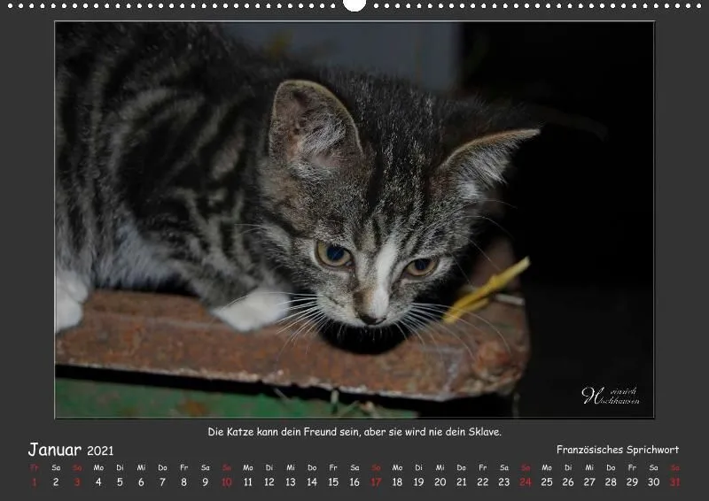 Holistic Arts Katzen-Kalender 2021 - Aristocats A2