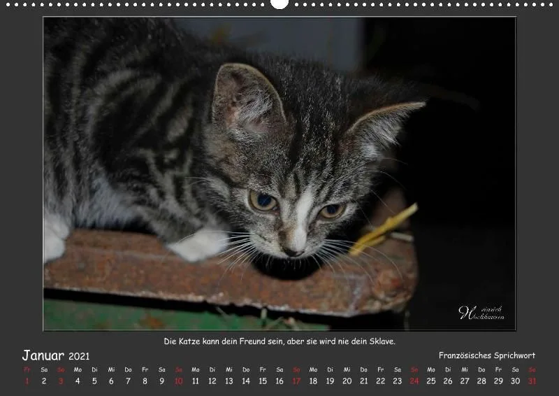 Holistic Arts Katzen-Kalender 2021 - Aristocats A2