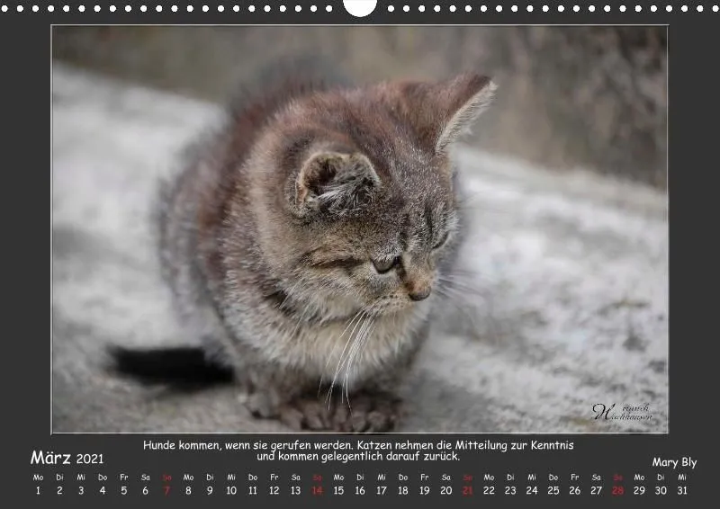 Holistic Arts Katzen-Kalender 2021 - Aristocats A3