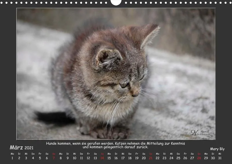Holistic Arts Katzen-Kalender 2021 - Aristocats A3