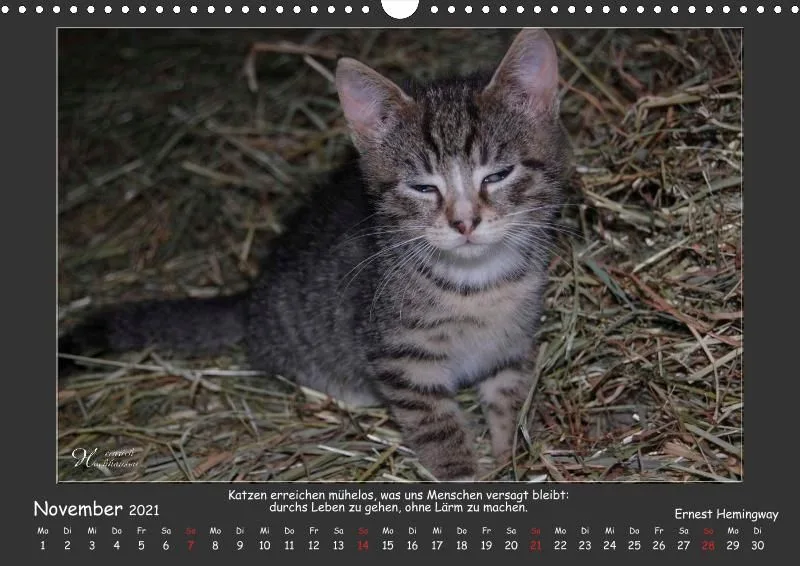 Holistic Arts Katzen-Kalender 2021 - Aristocats A3