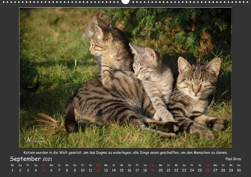 Holistic Arts Katzen-Kalender 2021 - Aristocats A2