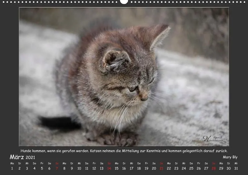 Holistic Arts Katzen-Kalender 2021 - Aristocats A2