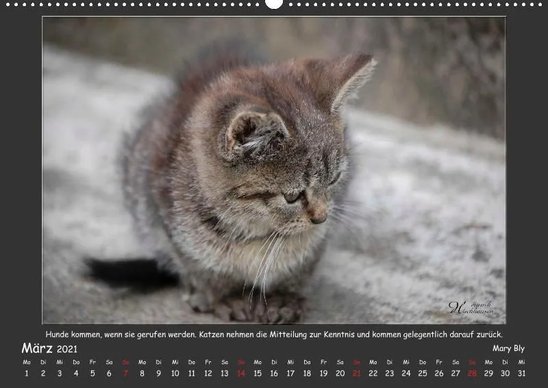 Holistic Arts Katzen-Kalender 2021 - Aristocats A2