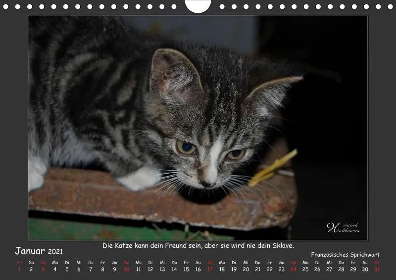 Holistic Arts Katzen-Kalender 2021 - Aristocats A4