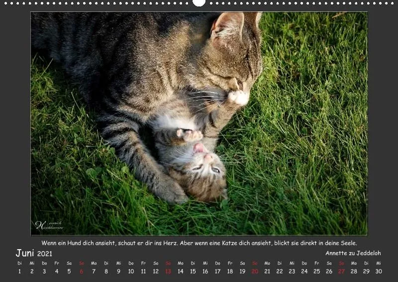 Holistic Arts Katzen-Kalender 2021 - Aristocats A2