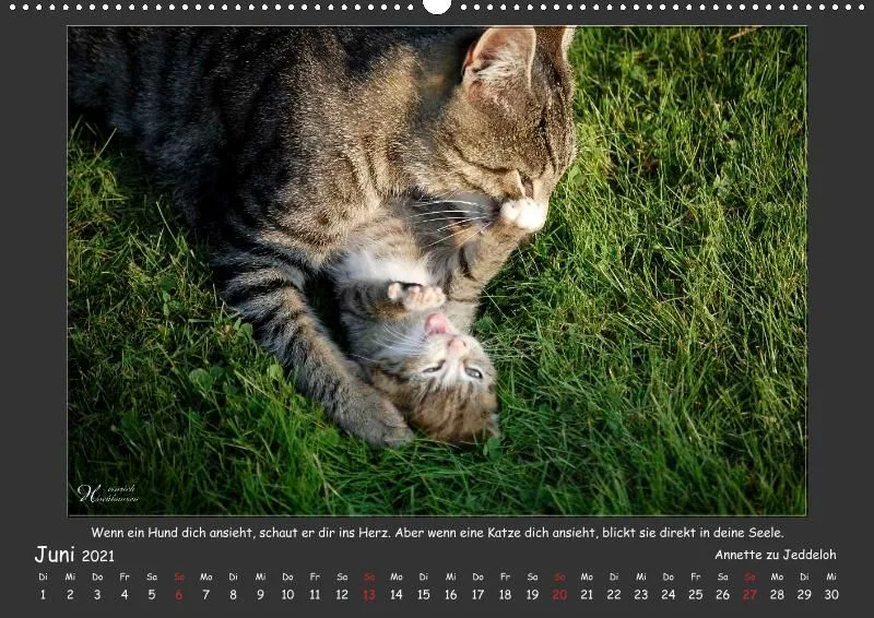 Holistic Arts Katzen-Kalender 2021 - Aristocats A2
