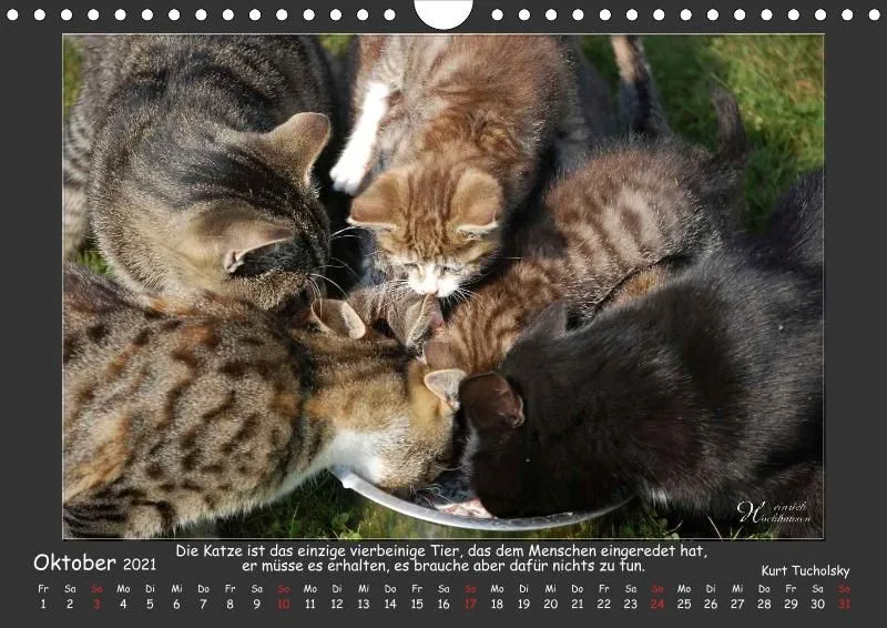 Holistic Arts Katzen-Kalender 2021 - Aristocats A4