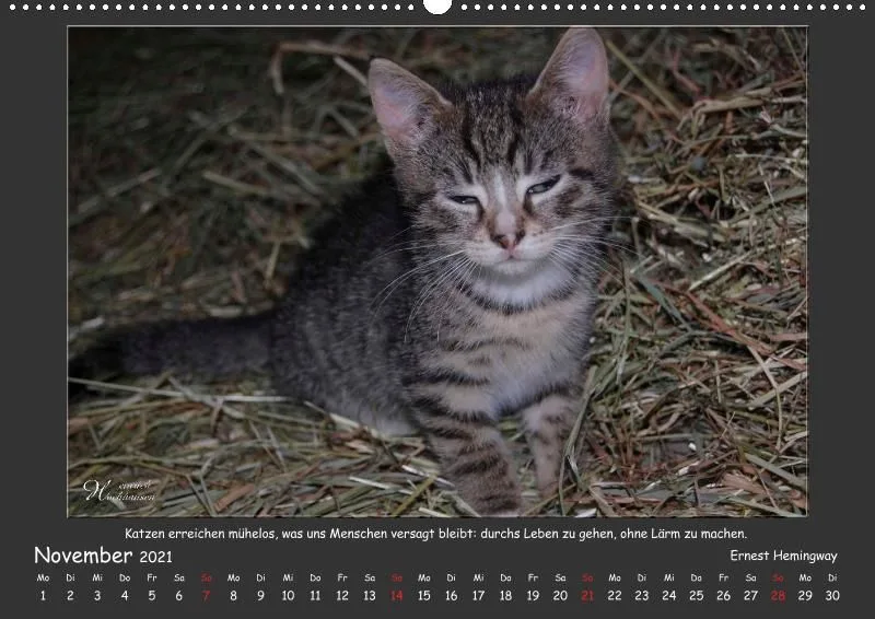 Holistic Arts Katzen-Kalender 2021 - Aristocats A2
