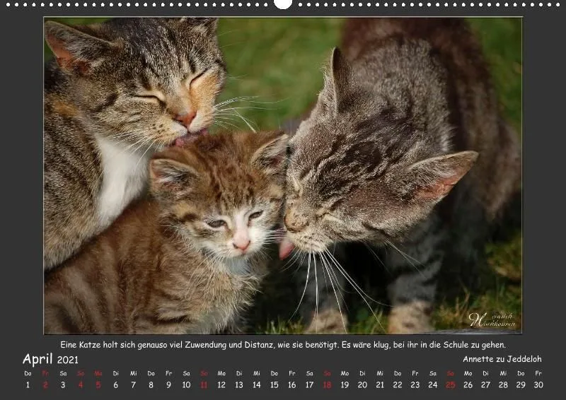 Holistic Arts Katzen-Kalender 2021 - Aristocats A2