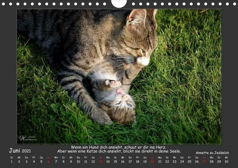 Holistic Arts Katzen-Kalender 2021 - Aristocats A4