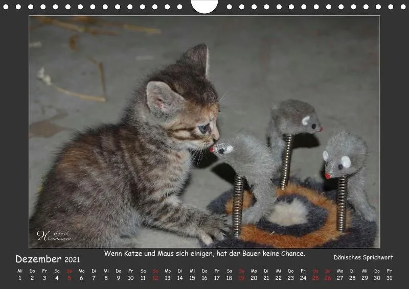 Holistic Arts Katzen-Kalender 2021 - Aristocats A4