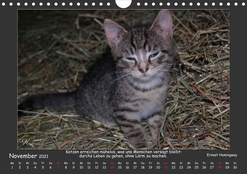 Holistic Arts Katzen-Kalender 2021 - Aristocats A4