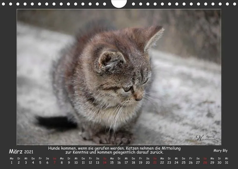Holistic Arts Katzen-Kalender 2021 - Aristocats A4