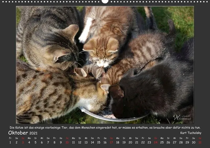 Holistic Arts Katzen-Kalender 2021 - Aristocats A2
