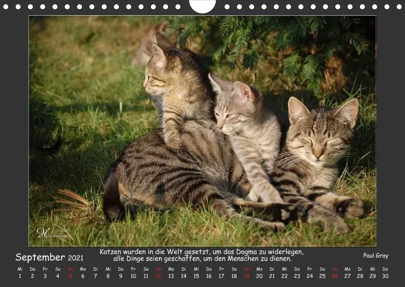 Holistic Arts Katzen-Kalender 2021 - Aristocats A4