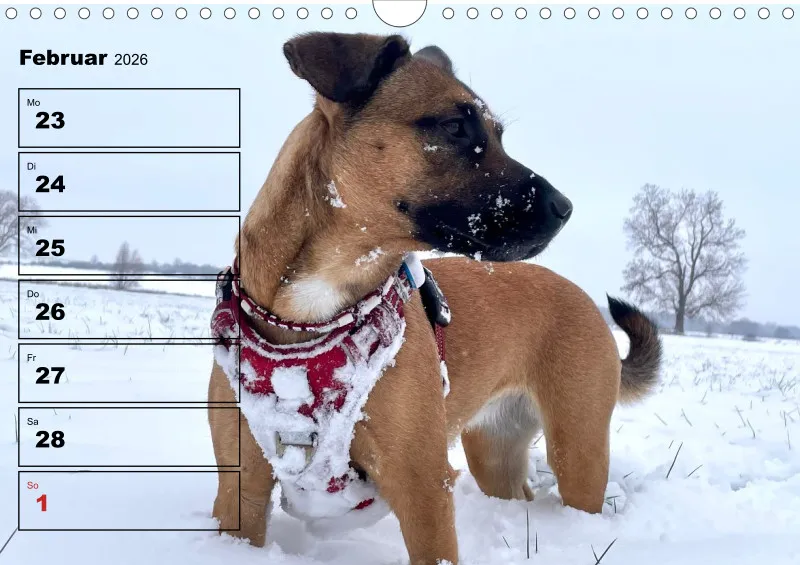 Hunde-Wochenkalender 2026 A4