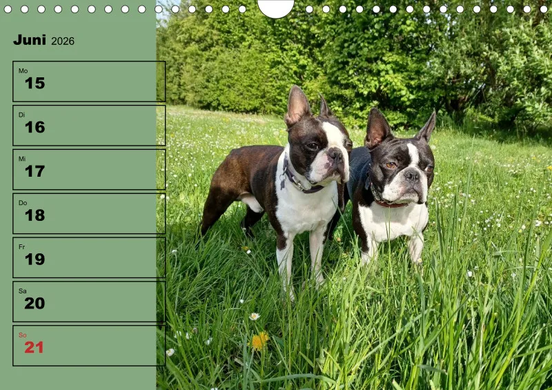 Hunde-Wochenkalender 2026 A4